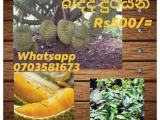 durian plants