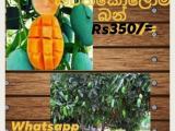 karthacolomban mango plant