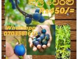 blue Ceylon olive plants