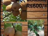 bdda pears