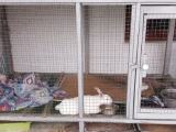 Rabbit  cage