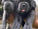 Best Cane Corso Puppies