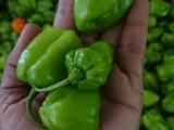 Nai Miris Crops for sale (Sharp green chillies )