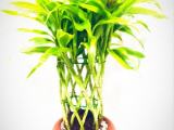 Lucky bamboo plants for sale
