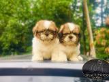 shitzu puppys