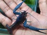Crayfish. Electric Blue