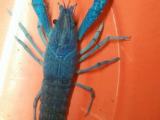 Electric Blue Adult Size Crayfish