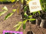 Melasian  grafted Rabutan Plants