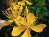 Yellow bowitiya flowers for sale