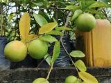 Seedless Lime Plants for sale