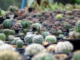 stro Cactus, Succulents and Aloe Vera wholesale
