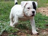 American Bully Female Puppies