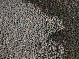 Black Pepper from Sri Lanka | Best Quality Suppliers