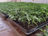 Capsicum plants for sale