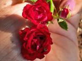 Red Roses climbing plants for sale