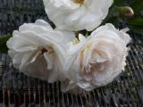 White Roses climbing plants for sale