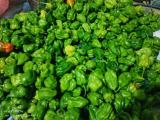 Nai Miris Crops for sale (Sharp green chillies )