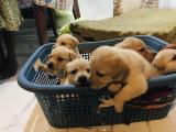 labrador puppys