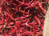 Indian dry chillies