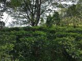 Tea Estate for sale near Pilimathalawa