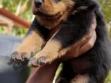 Rottweiler puppy
