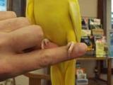 yellow ringneck parrot.