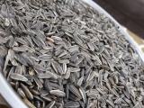 Sunflower seeds available