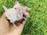 Piyo Albino hand feeding chiks