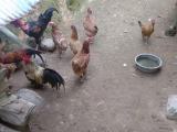 village chickens