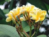 yellow araliya flowers pochchi wikinimata ata
