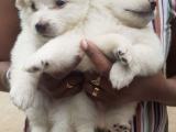 Japanese Spitz Puppys