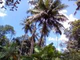 Land for sale Sigiriya