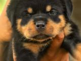 rott puppys for sale