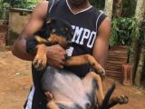 rott puppy for sale