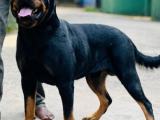 rott puppys for sale