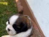 shitzu puppy for sale