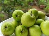 apple masan plants for sale