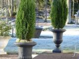cypress plant for sale
