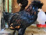 chiken for sale