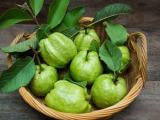 Horland guava plants available