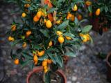 Kumquat lime  plants