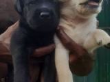 labrador puppy for sale