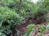 Land for sale from Elpitiya