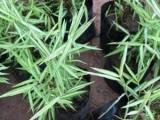 white bamboo for sale