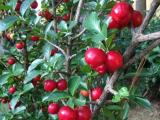 cherry plant for sale