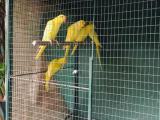 Yellow indian ring neck parrot for sale