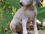 dalmeshal puppy for sale