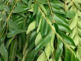 Curry leaves  plants