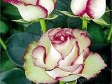 rose plant for sale