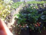 strawberry plant for sale